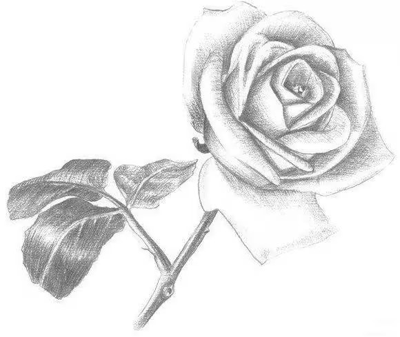 draw a rose sketch