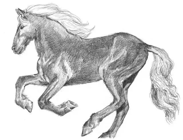 How to Sketche Animal